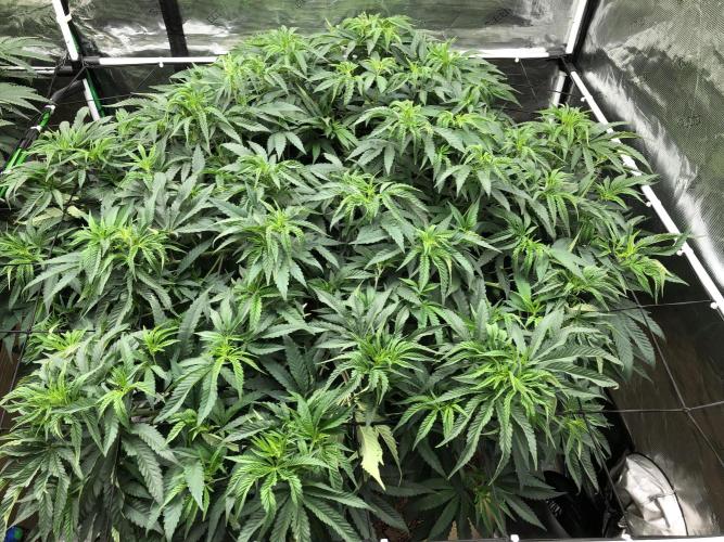 White Domina Kannabia Indoor Spring 26. Week 9
