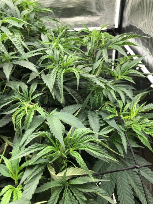 White Domina Kannabia Indoor Spring 26. Week 9