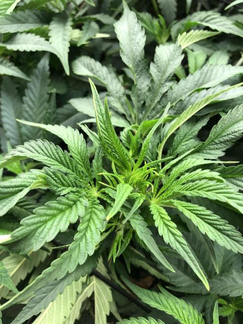 White Domina Kannabia Indoor Spring 26. Week 9