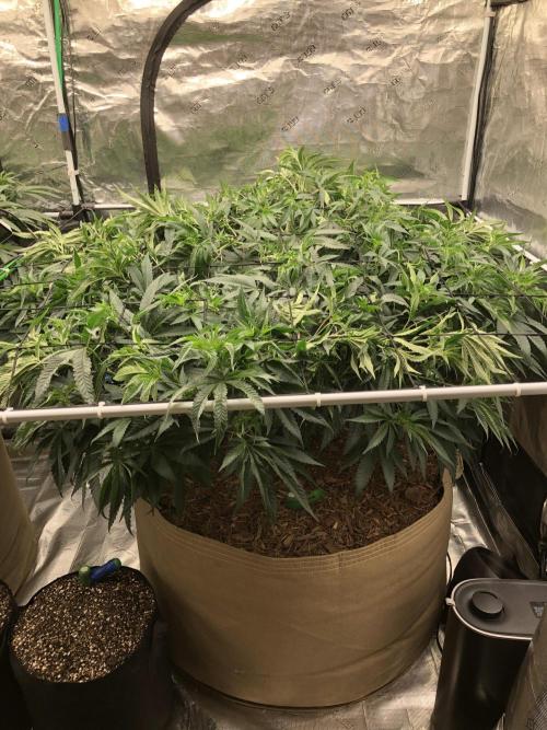 White Domina Kannabia Indoor Spring 26. Week 9