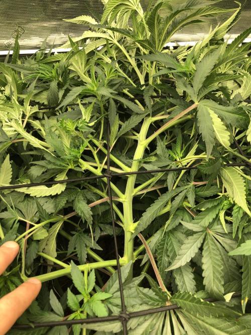 White Domina Kannabia Indoor Spring 26. Week 9