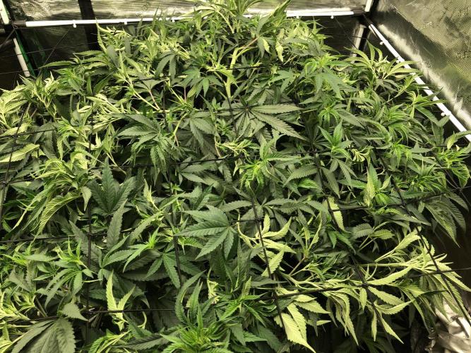 White Domina Kannabia Indoor Spring 26. Week 9