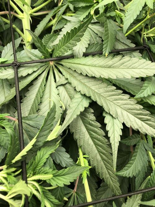 White Domina Kannabia Indoor Spring 26. Week 9