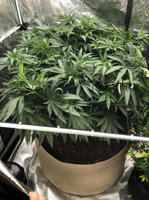 Critical Purple Kush Seedsman Indoor. Week 9