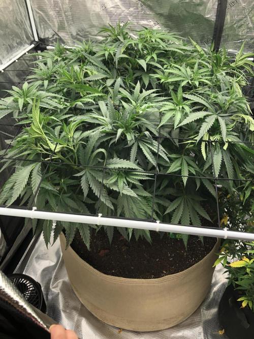 Critical Purple Kush Seedsman Indoor. Week 9