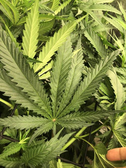 Critical Purple Kush Seedsman Indoor. Week 9