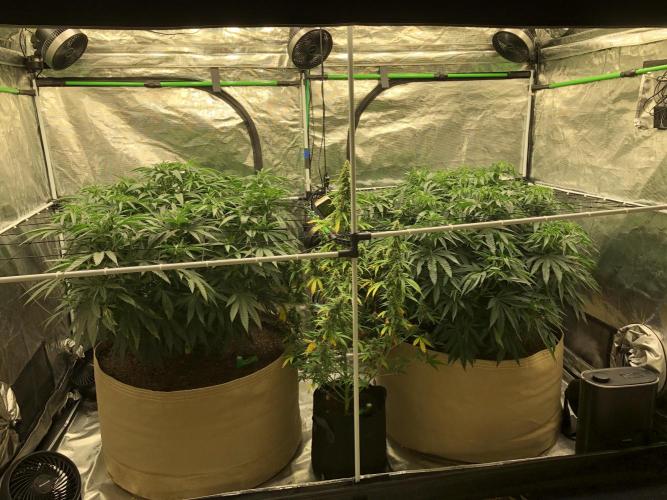 Critical Purple Kush Seedsman Indoor. Week 9