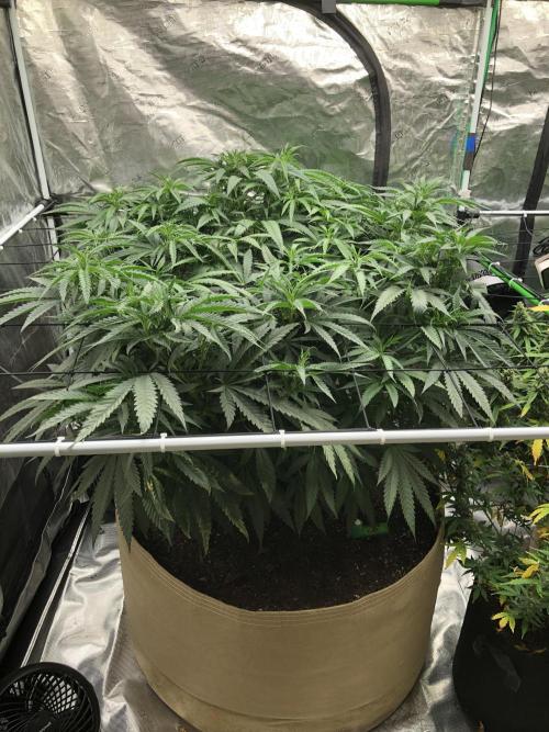 Critical Purple Kush Seedsman Indoor. Week 9