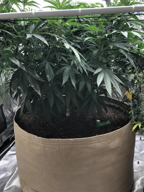 Critical Purple Kush Seedsman Indoor. Week 9