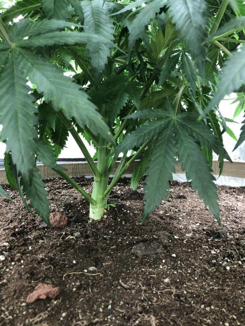 Critical Purple Kush Seedsman Indoor. Week 9