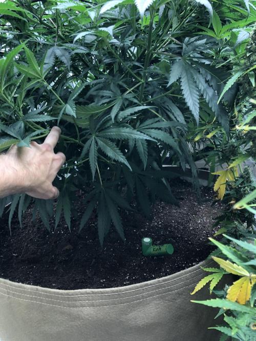 Critical Purple Kush Seedsman Indoor. Week 9