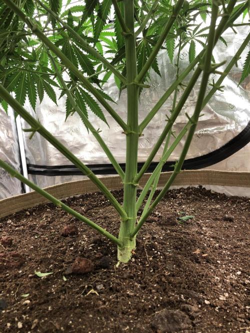 Critical Purple Kush Seedsman Indoor. Week 9