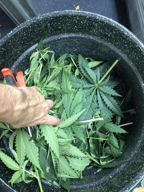 Critical Purple Kush Seedsman Indoor. Week 9