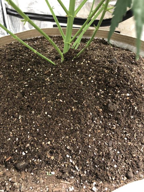 Critical Purple Kush Seedsman Indoor. Week 9