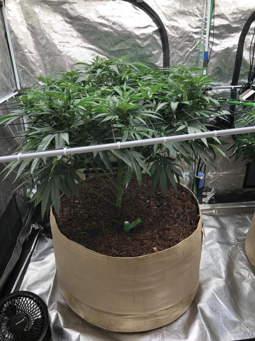 Critical Purple Kush Seedsman Indoor. Week 9