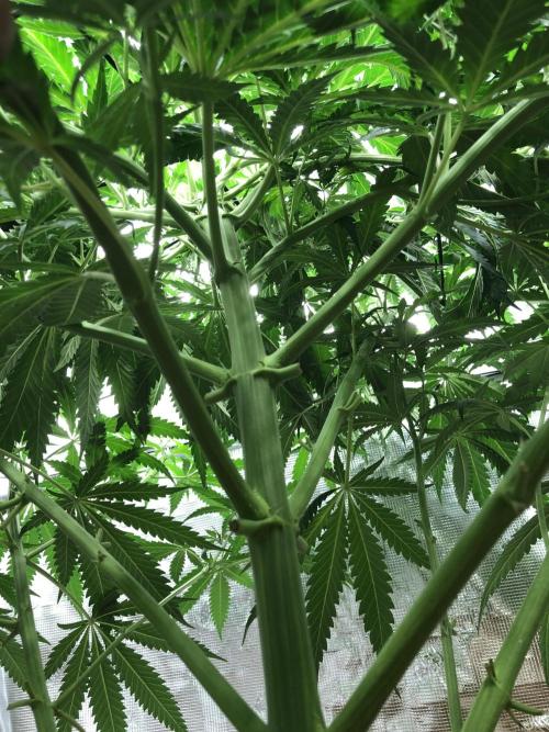 Critical Purple Kush Seedsman Indoor. Week 9