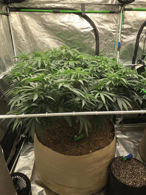 Critical Purple Kush Seedsman Indoor. Week 9