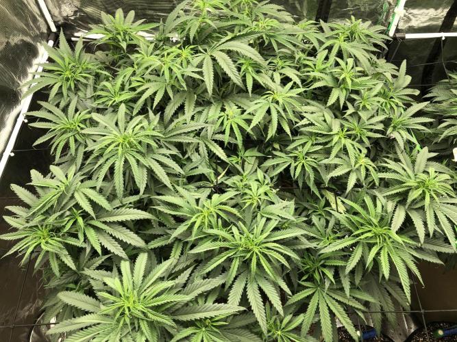 Critical Purple Kush Seedsman Indoor. Week 9