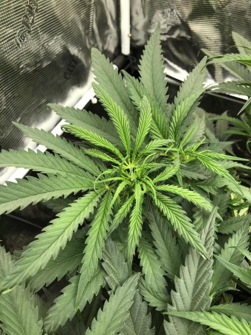Critical Purple Kush Seedsman Indoor. Week 9