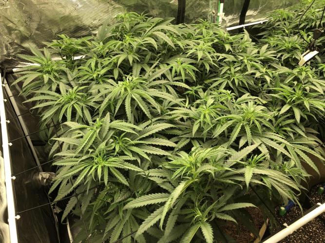 Critical Purple Kush Seedsman Indoor. Week 9