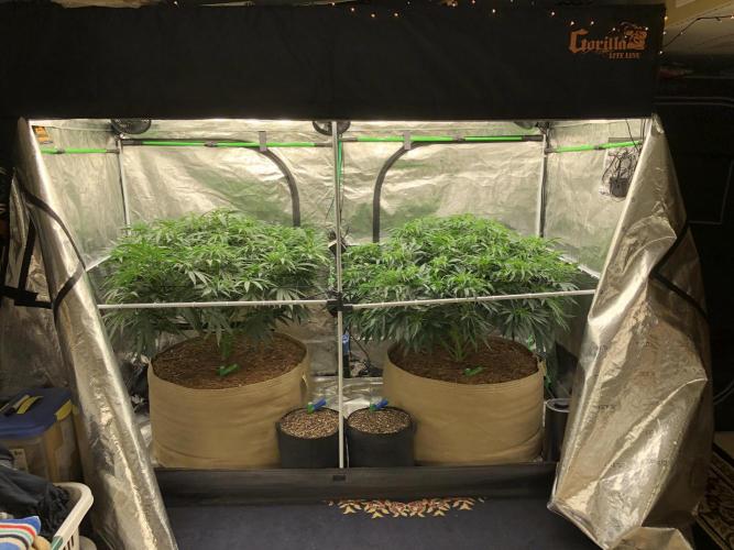 Critical Purple Kush Seedsman Indoor. Week 9