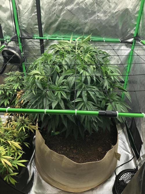 Colombian Jack Kannabia Indoor Spring 26. Week 9