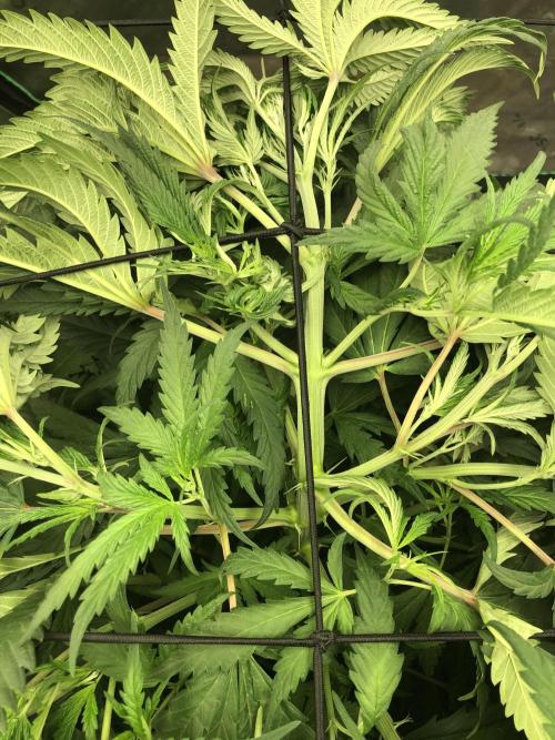 Colombian Jack Kannabia Indoor Spring 26. Week 9