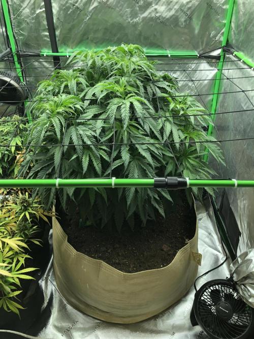 Colombian Jack Kannabia Indoor Spring 26. Week 9