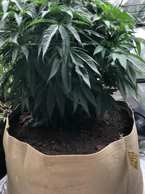 Colombian Jack Kannabia Indoor Spring 26. Week 9