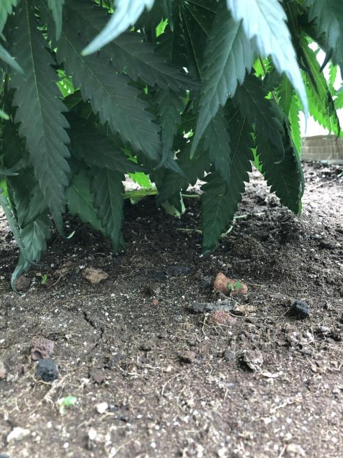 Colombian Jack Kannabia Indoor Spring 26. Week 9