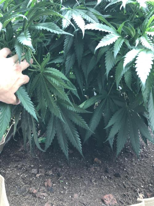 Colombian Jack Kannabia Indoor Spring 26. Week 9