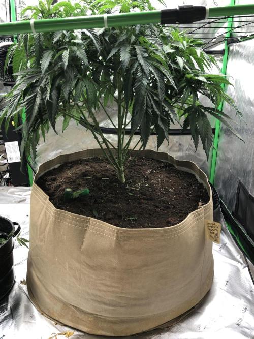 Colombian Jack Kannabia Indoor Spring 26. Week 9