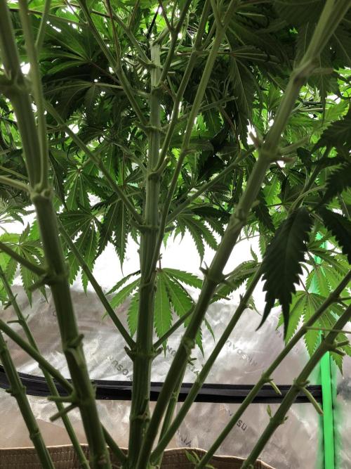 Colombian Jack Kannabia Indoor Spring 26. Week 9