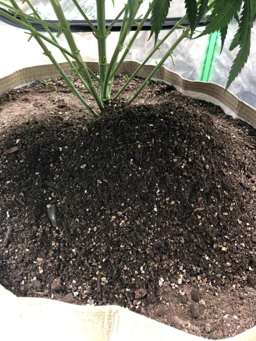 Colombian Jack Kannabia Indoor Spring 26. Week 9