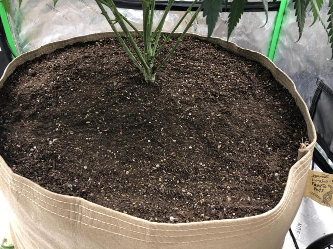 Colombian Jack Kannabia Indoor Spring 26. Week 9