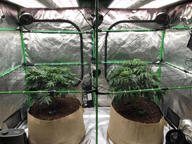 Colombian Jack Kannabia Indoor Spring 26. Week 9