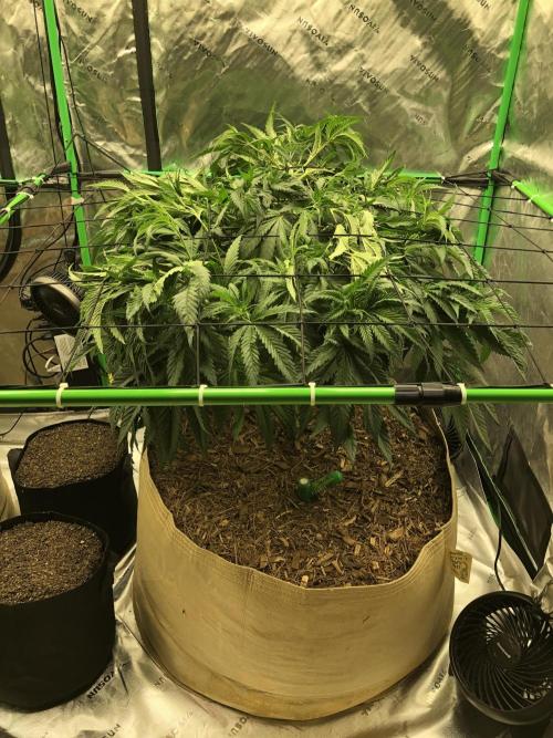 Colombian Jack Kannabia Indoor Spring 26. Week 9