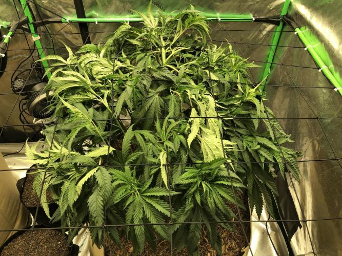 Colombian Jack Kannabia Indoor Spring 26. Week 9