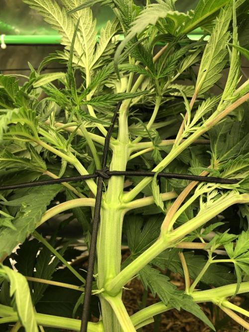 Colombian Jack Kannabia Indoor Spring 26. Week 9