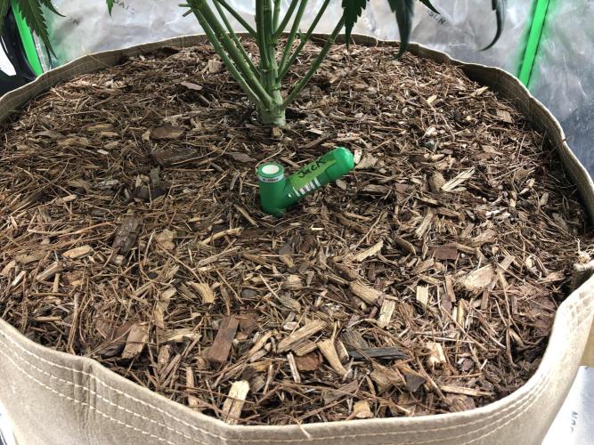 Colombian Jack Kannabia Indoor Spring 26. Week 9