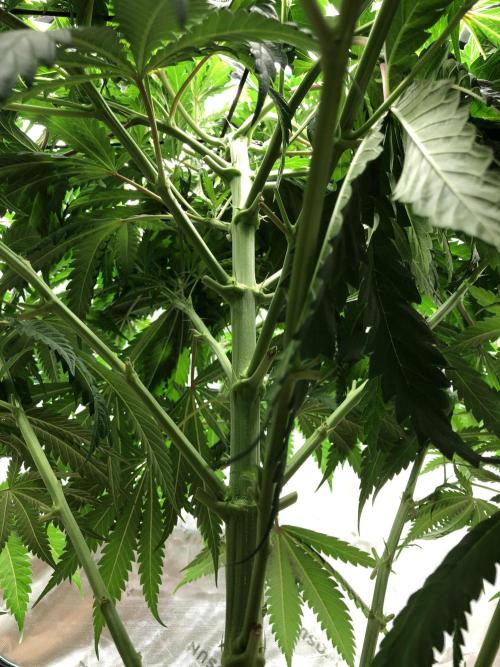 Colombian Jack Kannabia Indoor Spring 26. Week 9