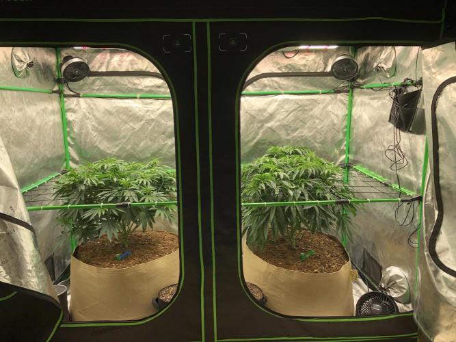Colombian Jack Kannabia Indoor Spring 26. Week 9