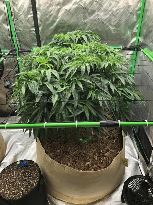 Colombian Jack Kannabia Indoor Spring 26. Week 9