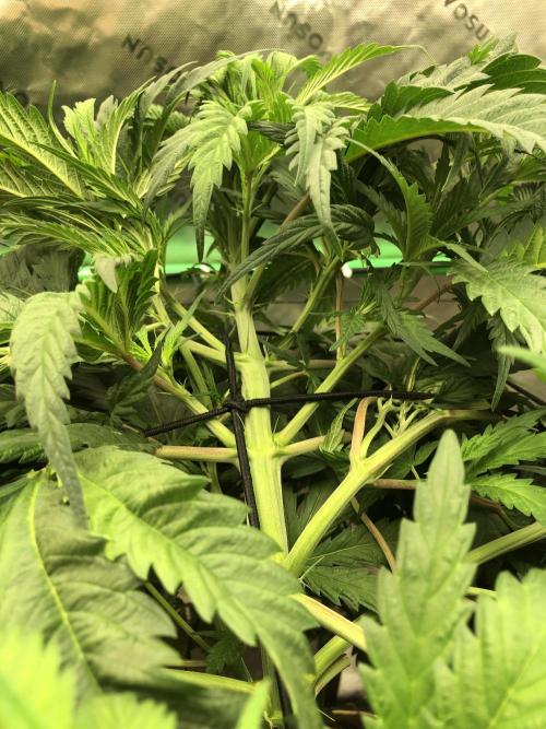 Colombian Jack Kannabia Indoor Spring 26. Week 9