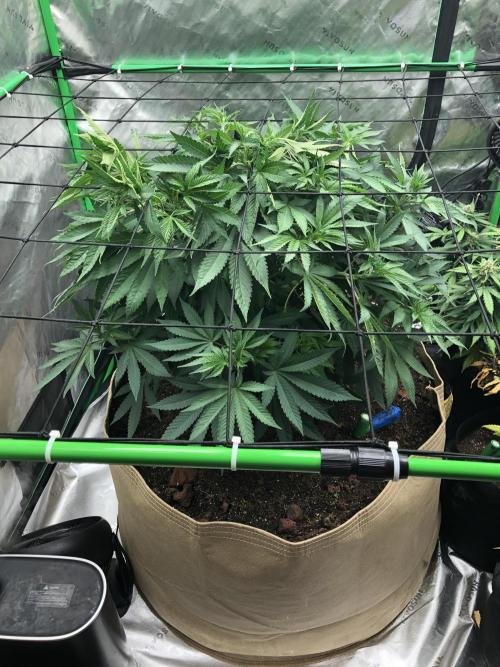 Karibbean Mango Indoor Spring 26. Week 8