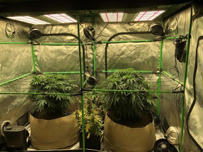 Karibbean Mango Indoor Spring 26. Week 8