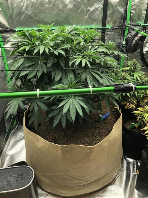 Karibbean Mango Indoor Spring 26. Week 8