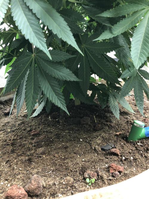 Karibbean Mango Indoor Spring 26. Week 8