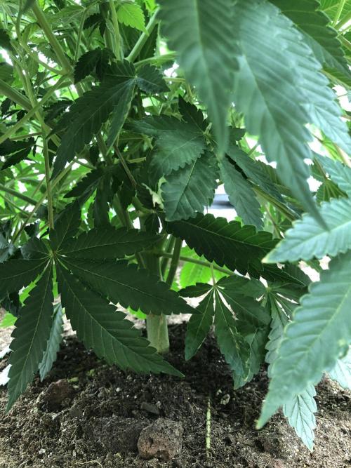 Karibbean Mango Indoor Spring 26. Week 8