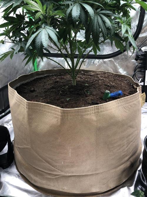 Karibbean Mango Indoor Spring 26. Week 8